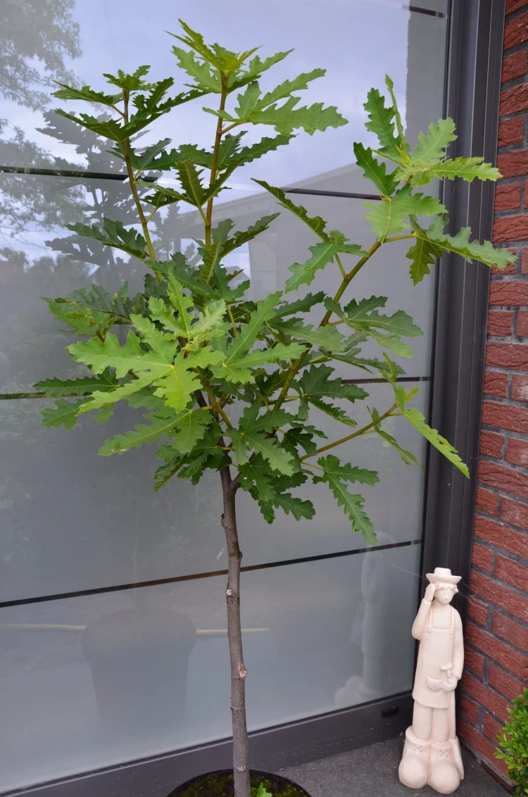 winterharte essbare Feige, Ficus carica Ice Crystal Stämmchen