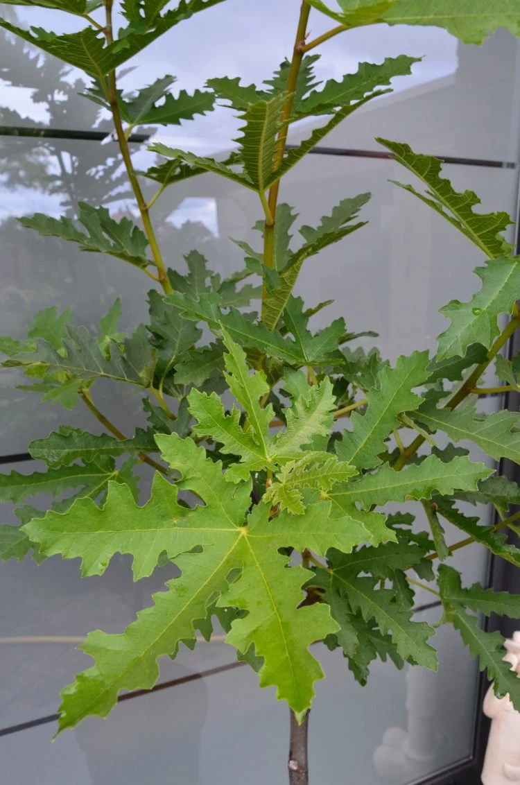 winterharte essbare Feige, Ficus carica Ice Crystal Stämmchen