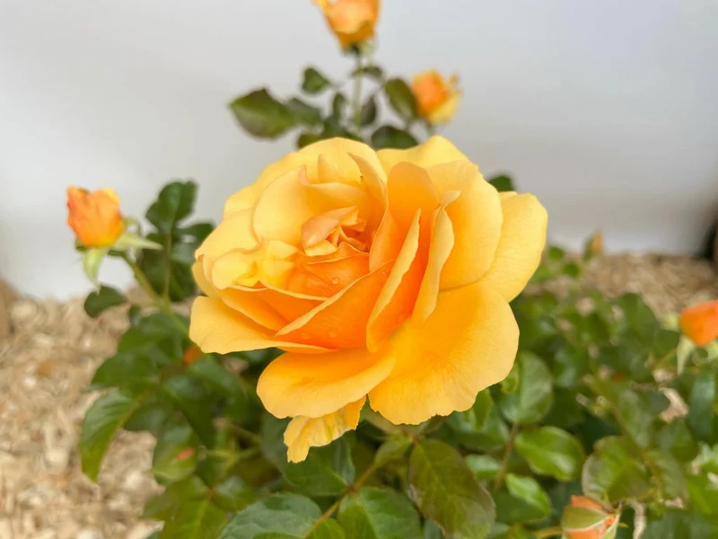 Beetrose 'Amber Queen'®