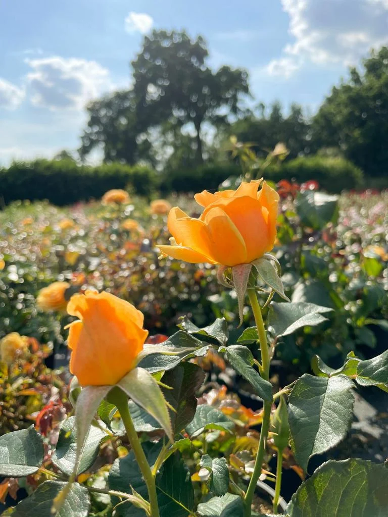Beetrose 'Amber Queen'®