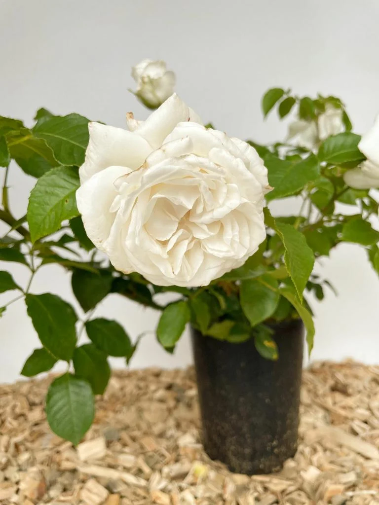 Edelrose 'Annapurna'®