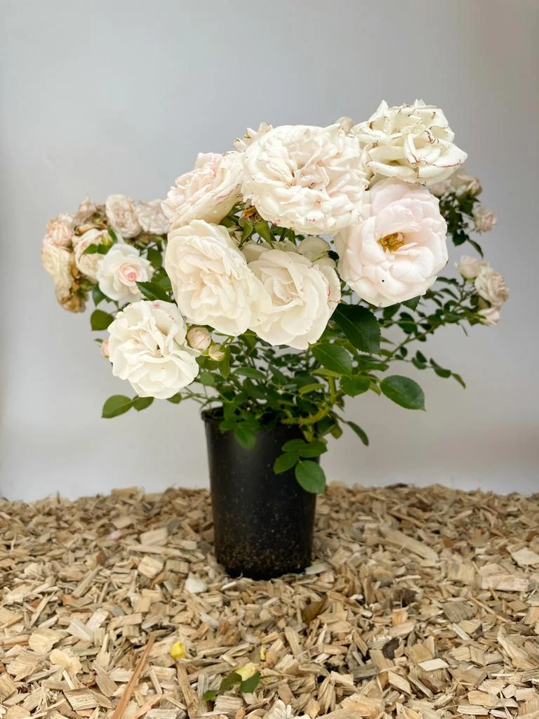 Bodendeckerrose 'Aspirin'®