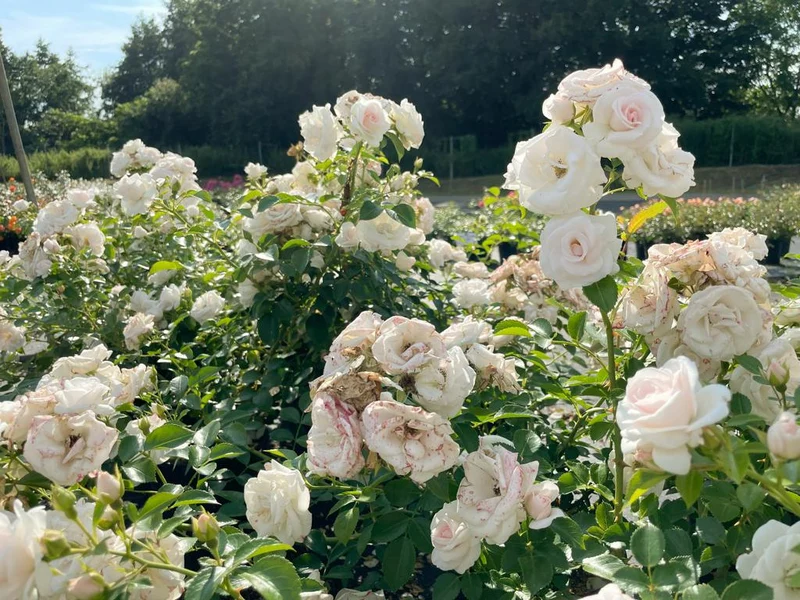 Bodendeckerrose 'Aspirin'®