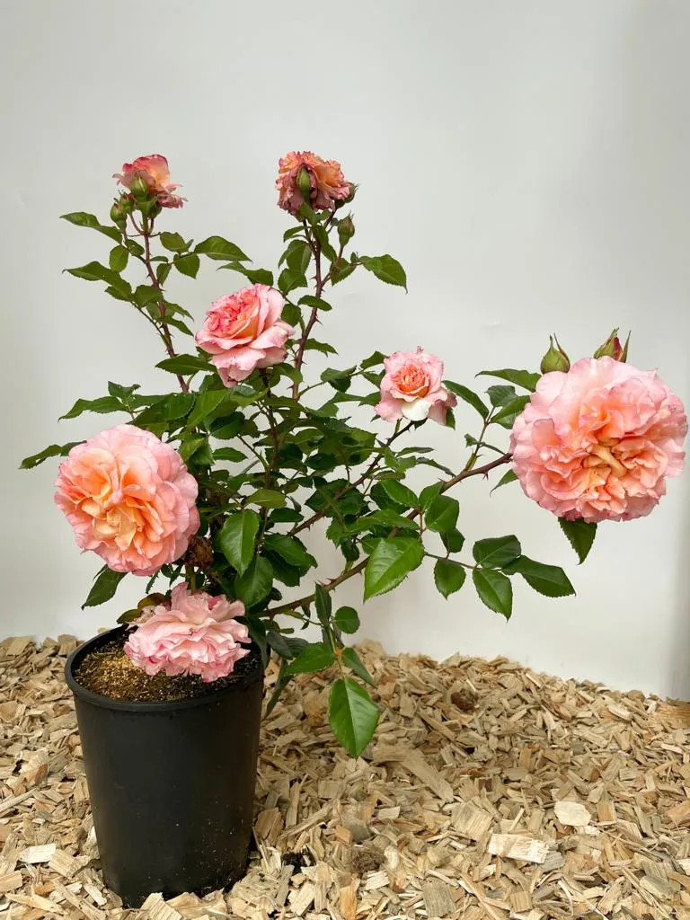 Edelrose 'Augusta Luise'®
