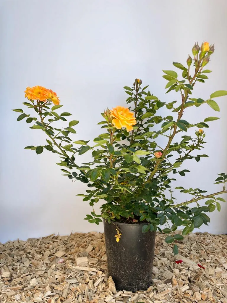 Bodendeckerrose 'Bessy'®