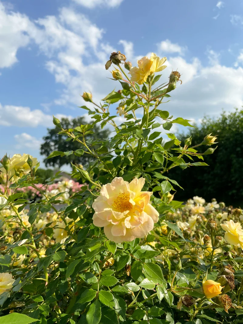 Bodendeckerrose 'Bienenweide'® Gelb
