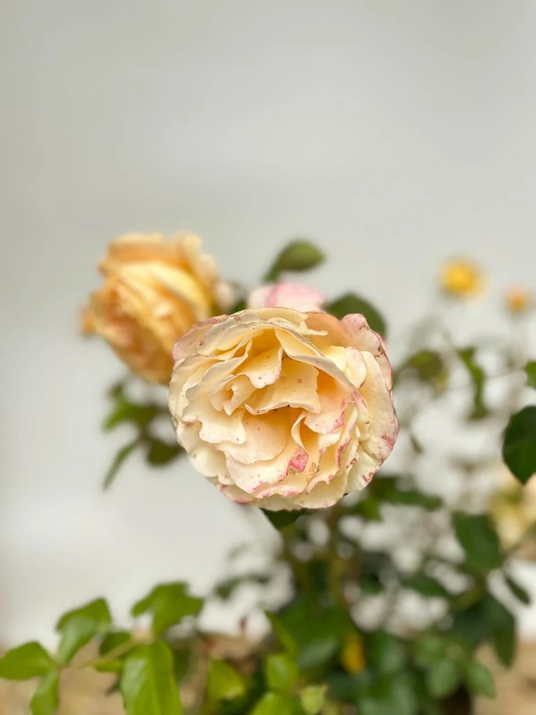 Edelrose 'Candlelight'®