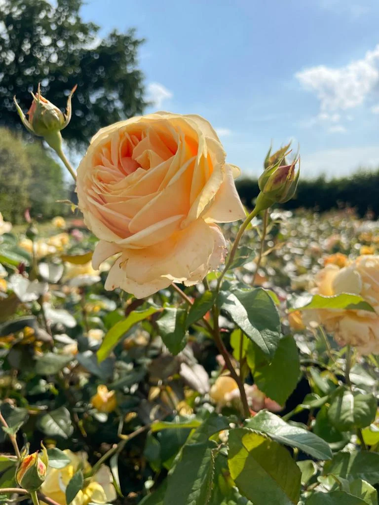 Edelrose 'Candlelight'®