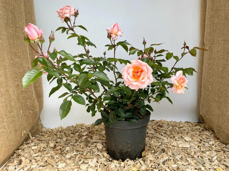 Kletterrose 'Compassion'®