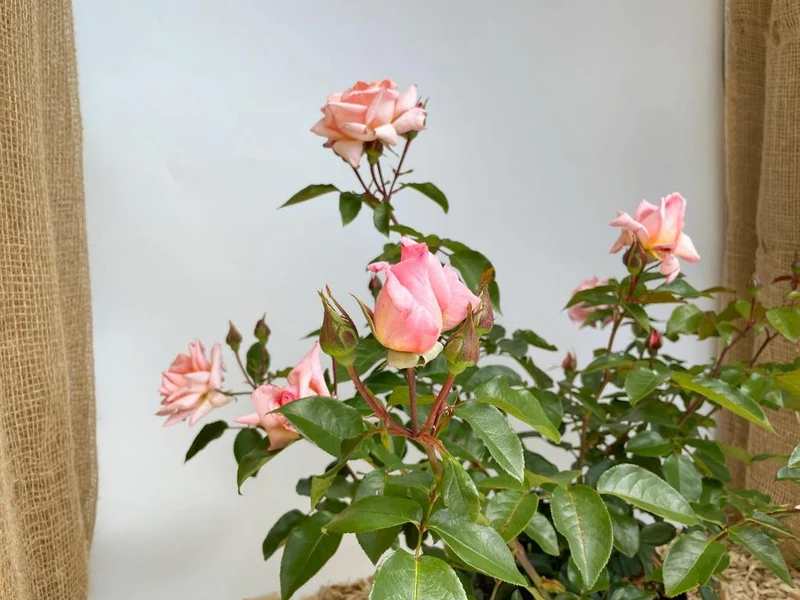 Kletterrose 'Compassion'®