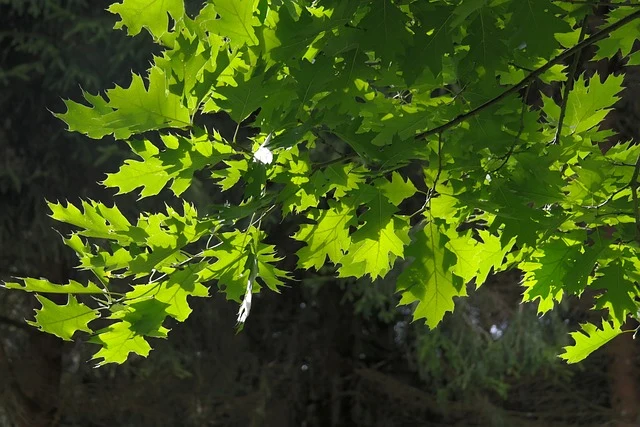 Amerikanische Roteiche - Baum des Jahres 2025
