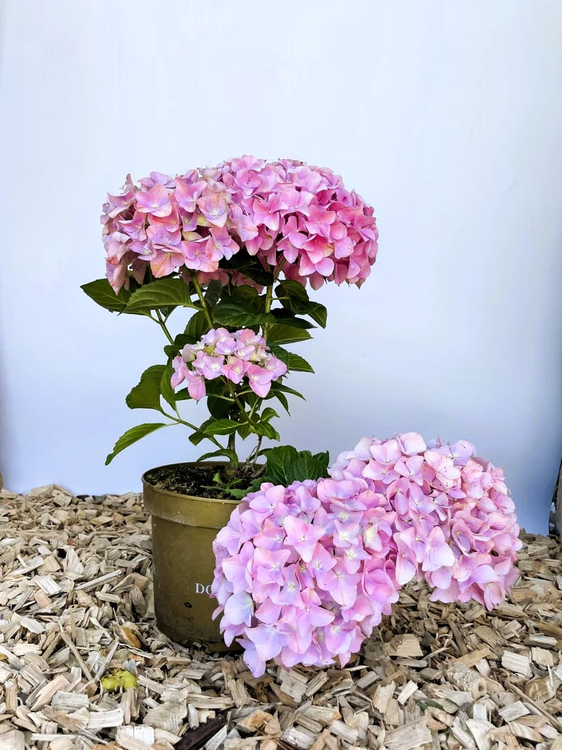 Ballhortensie 'Dolly Buster' - Topf-/Containerpflanzen