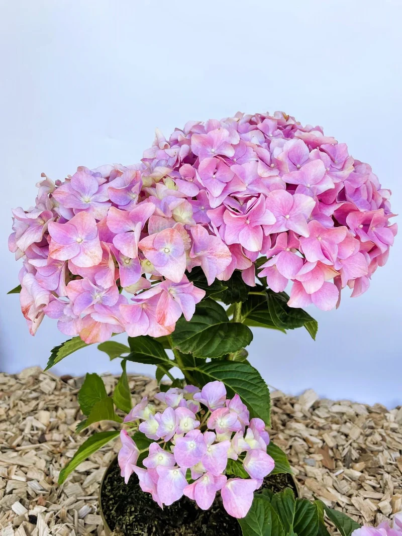 Ballhortensie 'Dolly Buster' - Topf-/Containerpflanzen