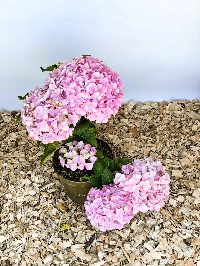 Ballhortensie 'Dolly Buster' - Topf-/Containerpflanzen