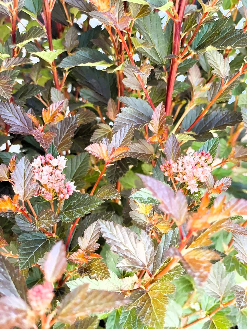Blasenspiere Magical Sweet Cherry Tea - Topf-/Containerpflanzen