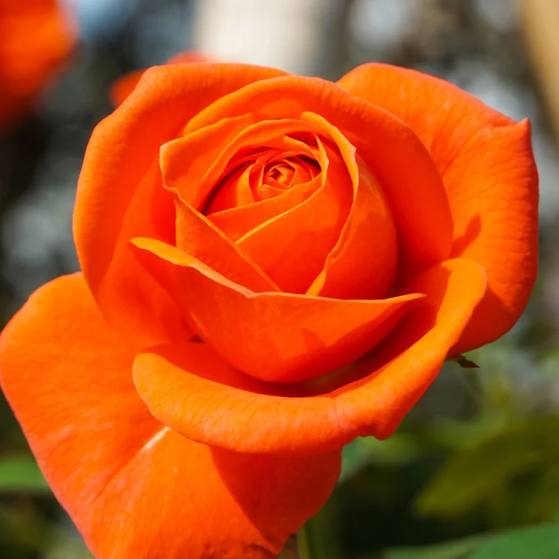 Strauchrose orange