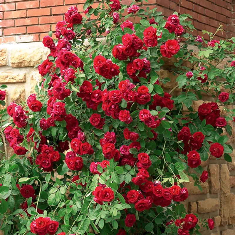 Kletterrose rot