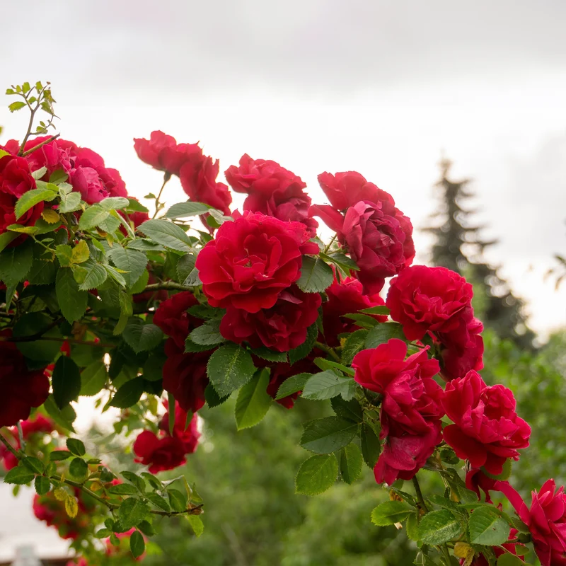 Kletterrose rot