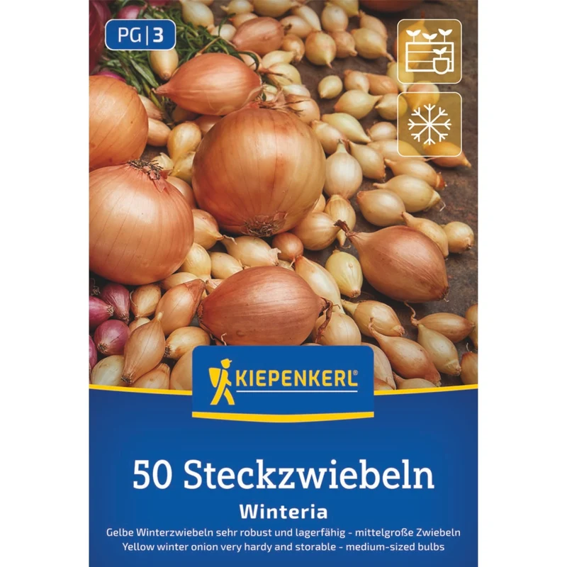 Kiepenkerl Gelbe Wintersteckzwiebel 'Winteria'
