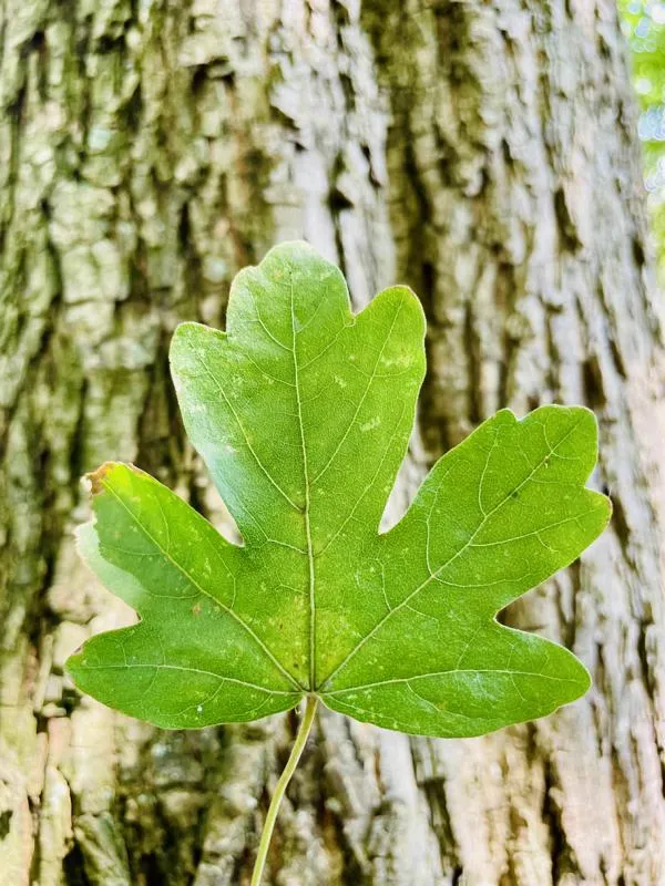 Feldahorn - Baum des Jahres 2015