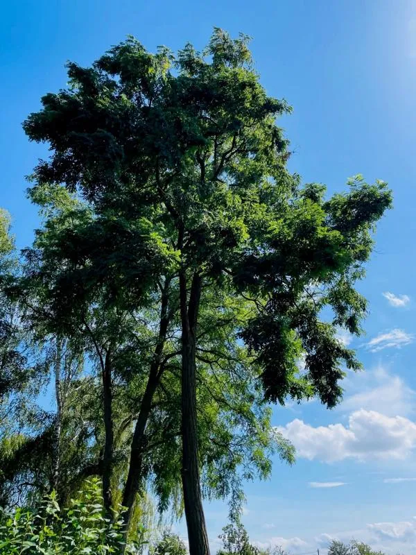 Robinie - Baum des Jahres 2020