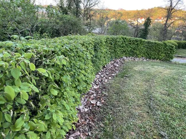 Hainbuche als Hecke - Wurzelware