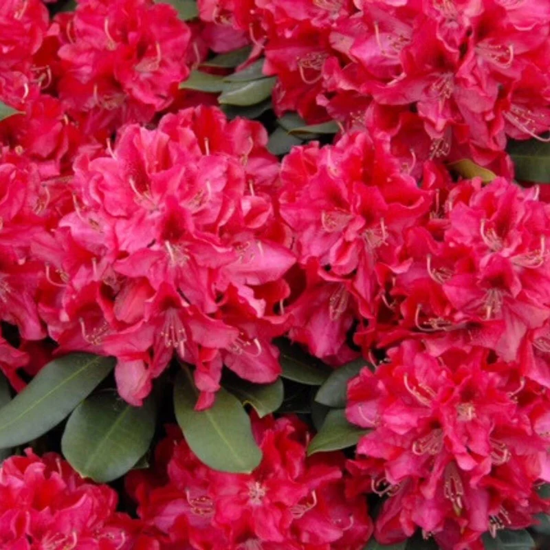 Rhododendron Easydendron®