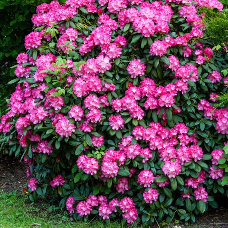 Rhododendron Easydendron®
