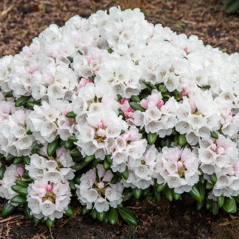 Rhododendron Easydendron®