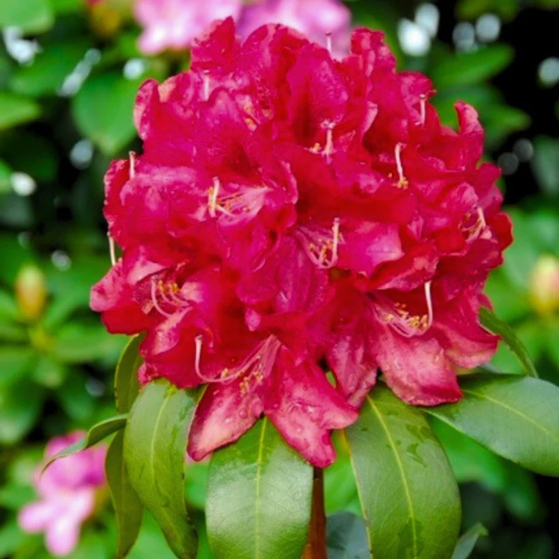 Rhododendron Easydendron®