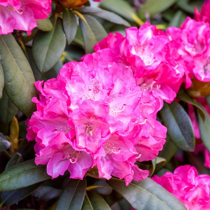 Rhododendron Easydendron®