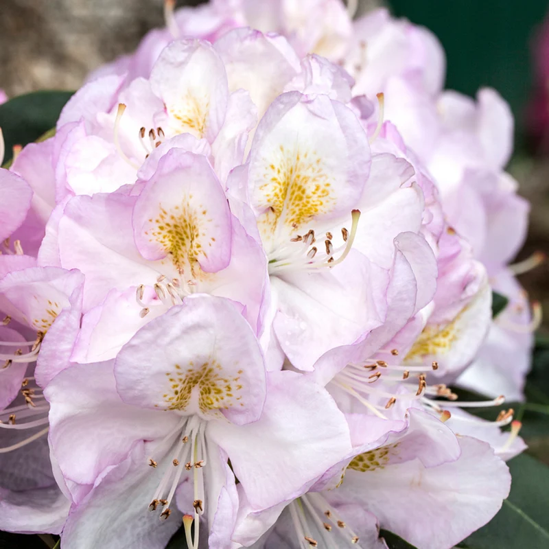 Rhododendron Easydendron®