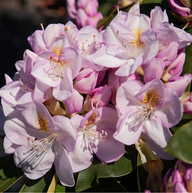 Rhododendron Easydendron®