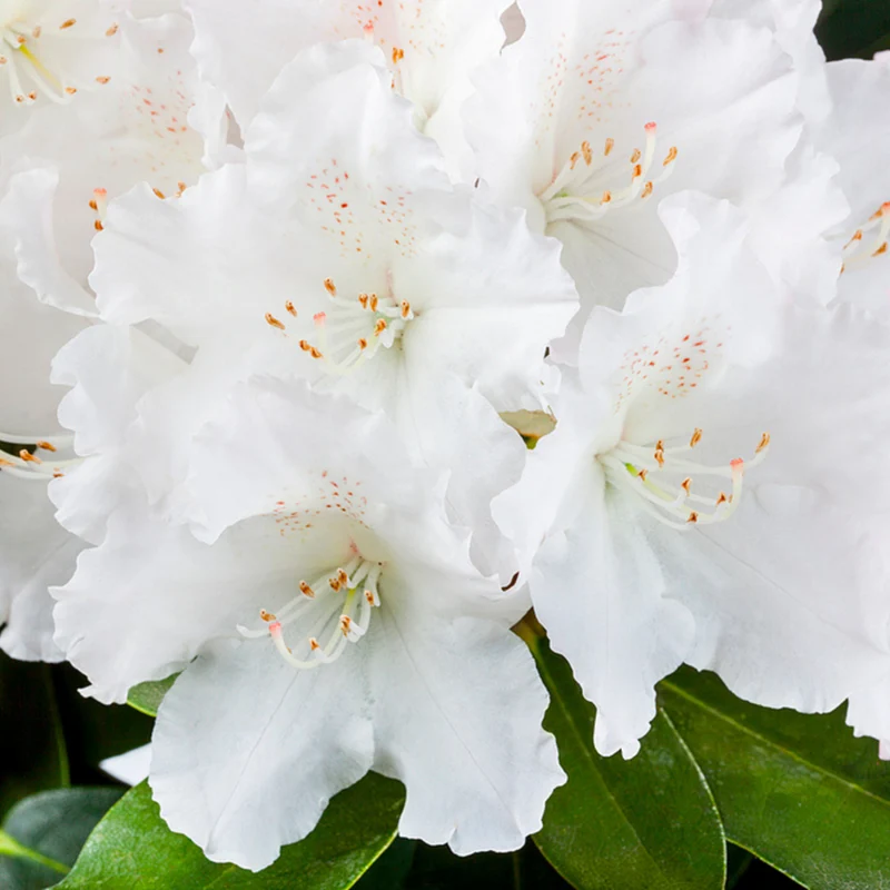 Rhododendron Easydendron®