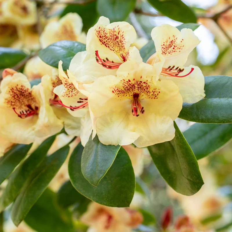 Rhododendron Easydendron®