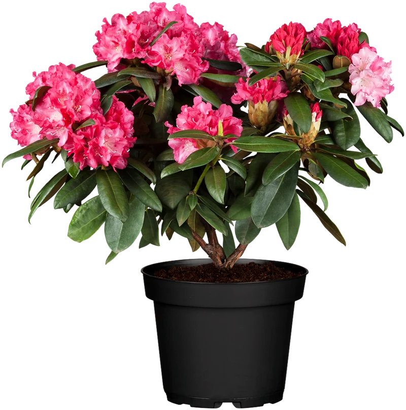 Rhododendron Easydendron®