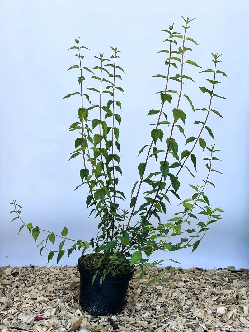 Pfeifenstrauch Erectus / Duftjasmin Erectus - Topf-/Containerpflanzen