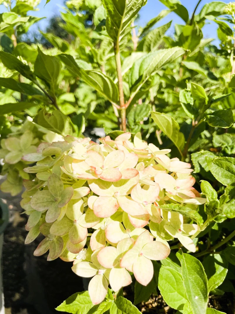 Rispenhortensie Little Lime - Topf-/Containerpflanzen