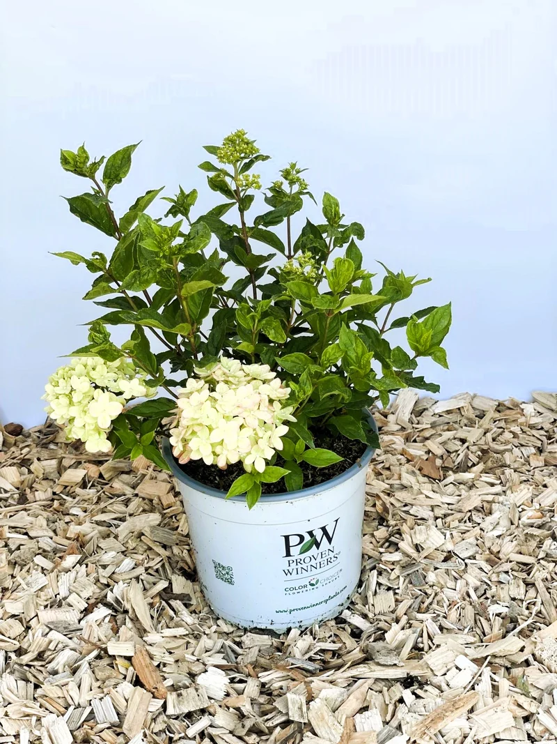 Rispenhortensie Little Lime - Topf-/Containerpflanzen