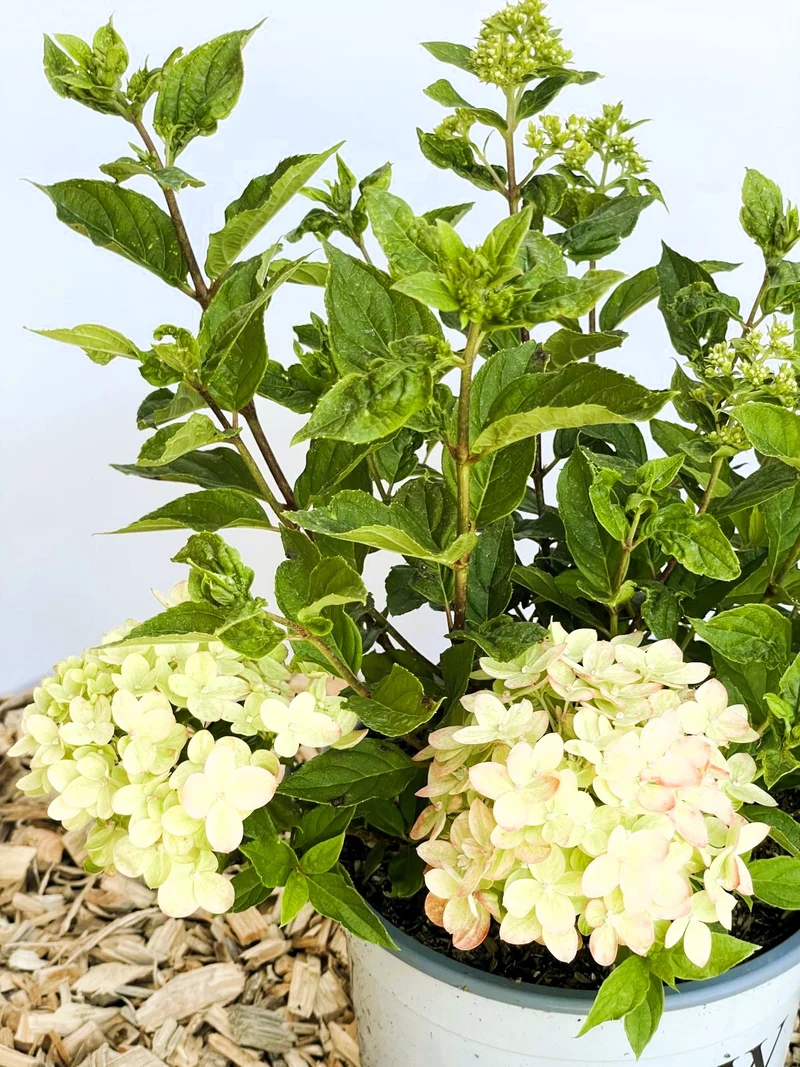 Rispenhortensie Little Lime - Topf-/Containerpflanzen