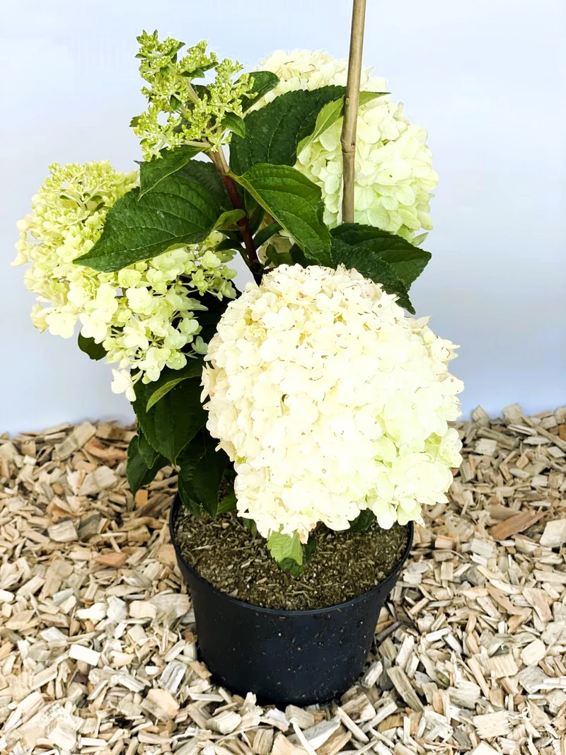 Rispenhortensie Silver Dollar - Topf-/Containerpflanzen