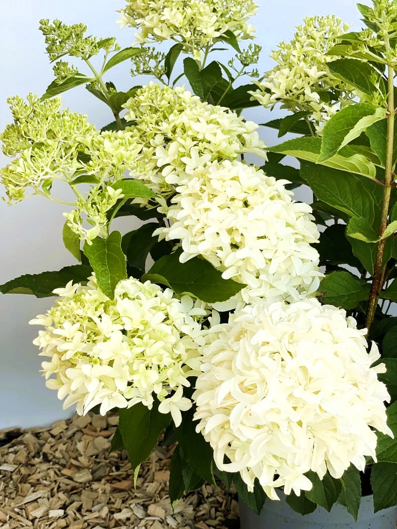Rispenhortensie Skyfall - Topf-/Containerpflanzen