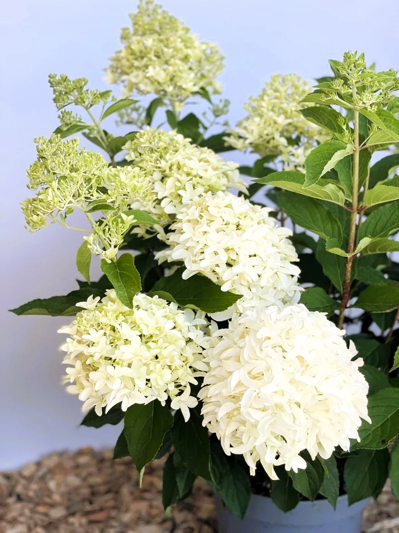 Rispenhortensie Skyfall - Topf-/Containerpflanzen