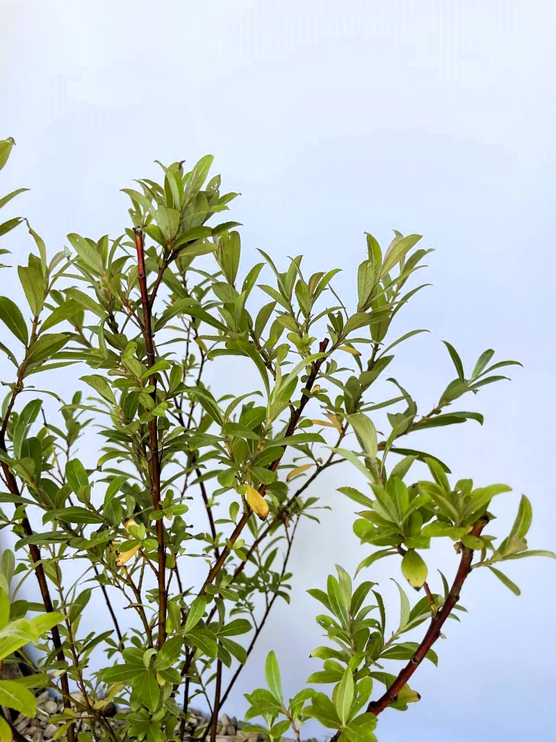 Rosa Kätzchenweide Mount Aso - Topf-/Containerpflanzen
