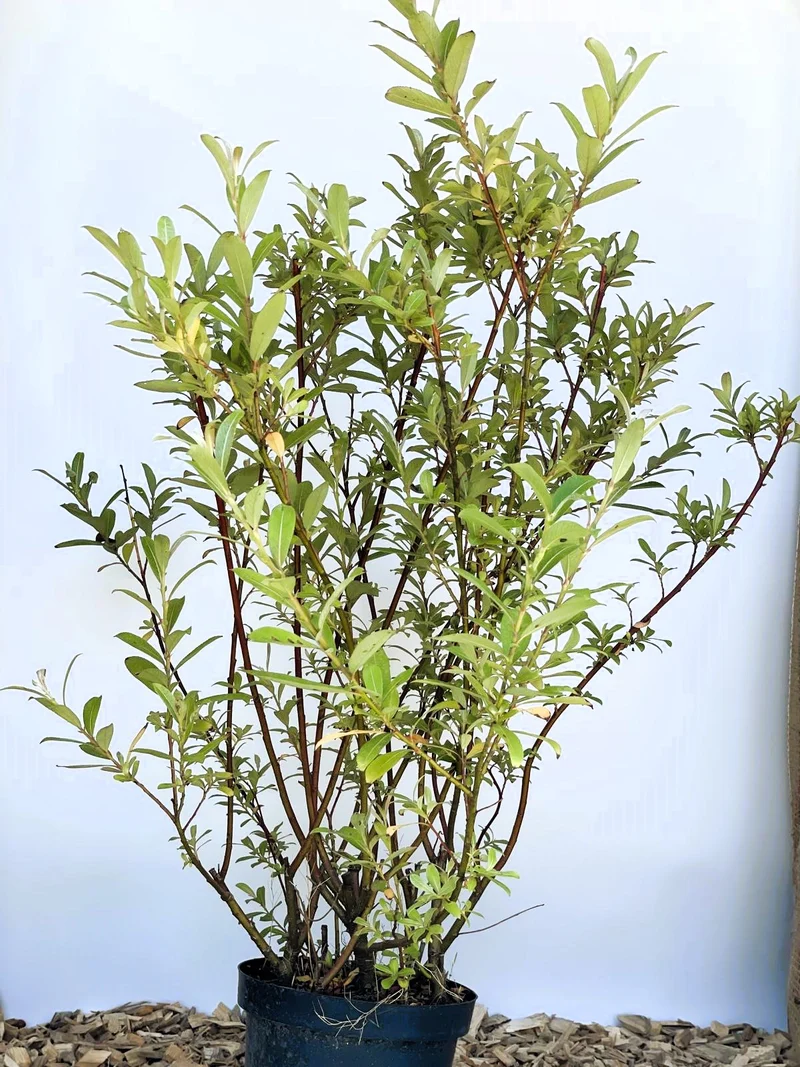Rosa Kätzchenweide Mount Aso - Topf-/Containerpflanzen