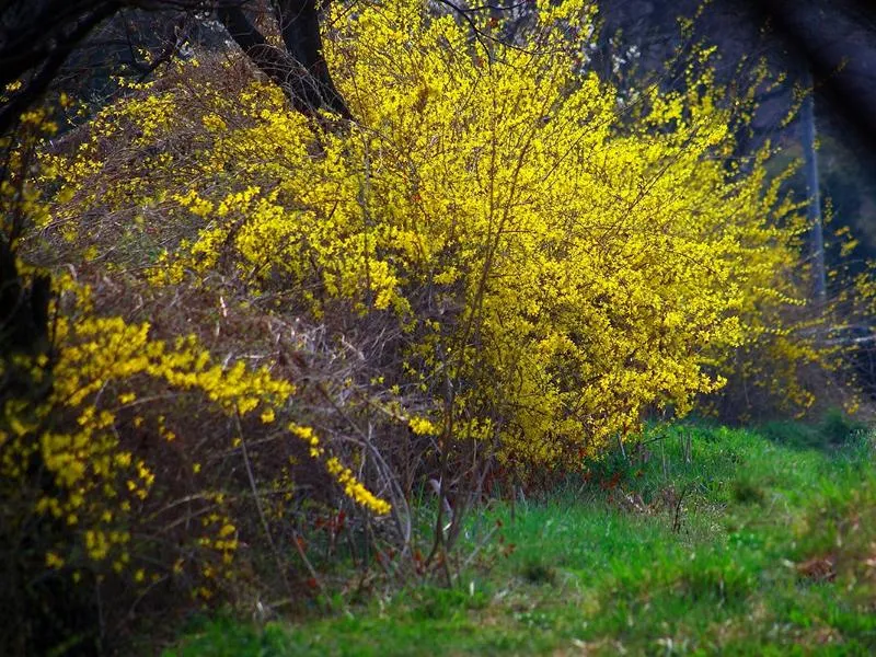 Forsythie "Klassiker" - Topf/Containerpflanzen