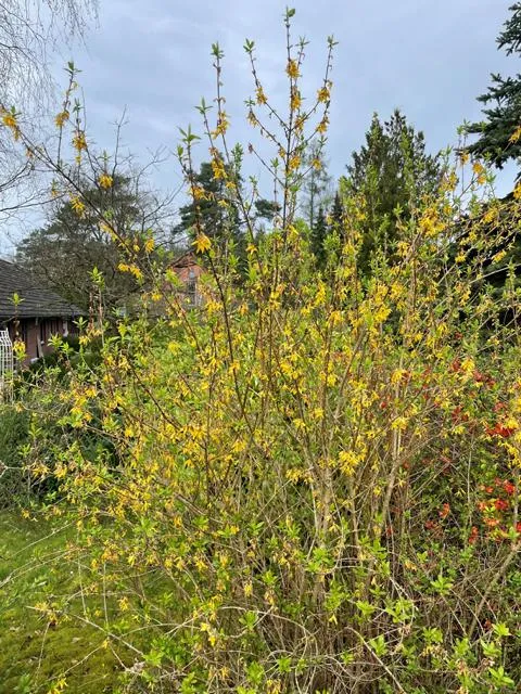 Forsythie "Klassiker" - Topf/Containerpflanzen