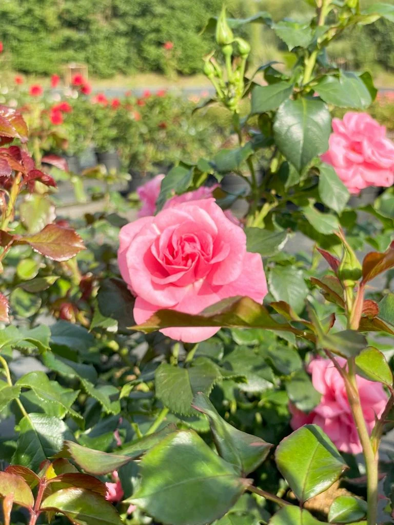 Strauchrose 'Dornröschenschloss Sababurg'®