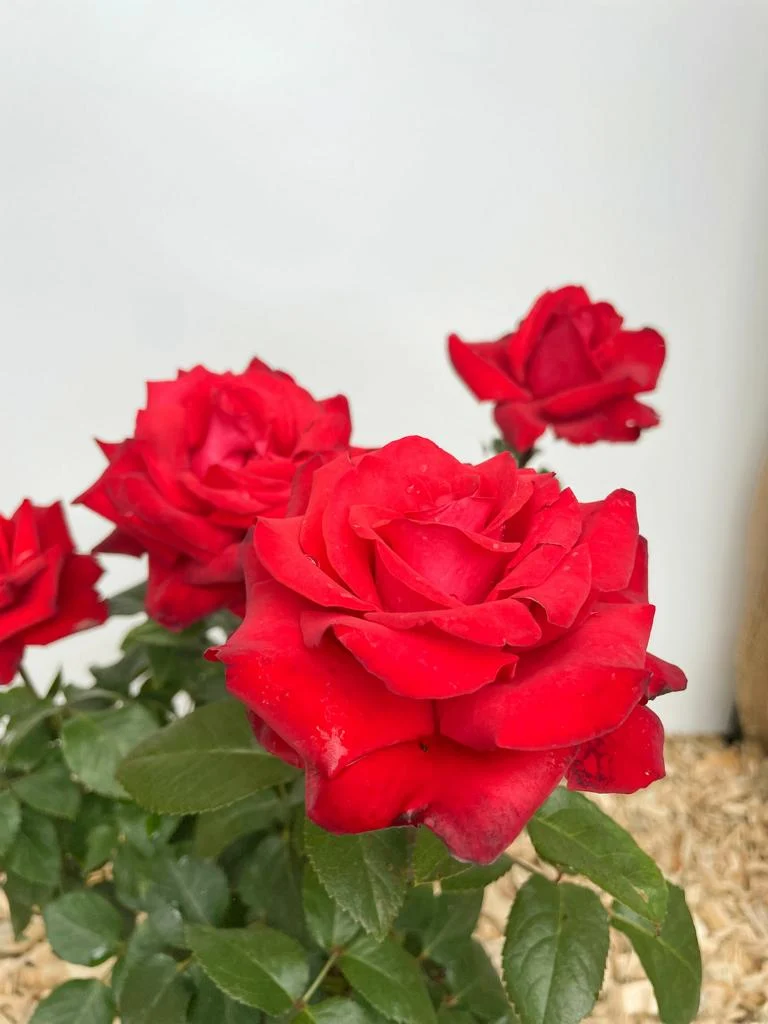 Edelrose 'Grande Amore'®