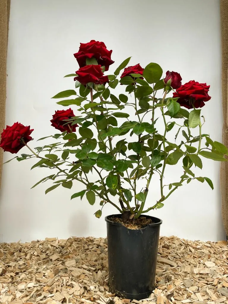 Edelrose 'Ingrid Bergmann'®